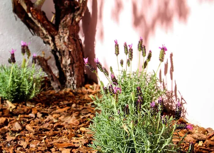 Micasa 公寓式酒店 科英布拉